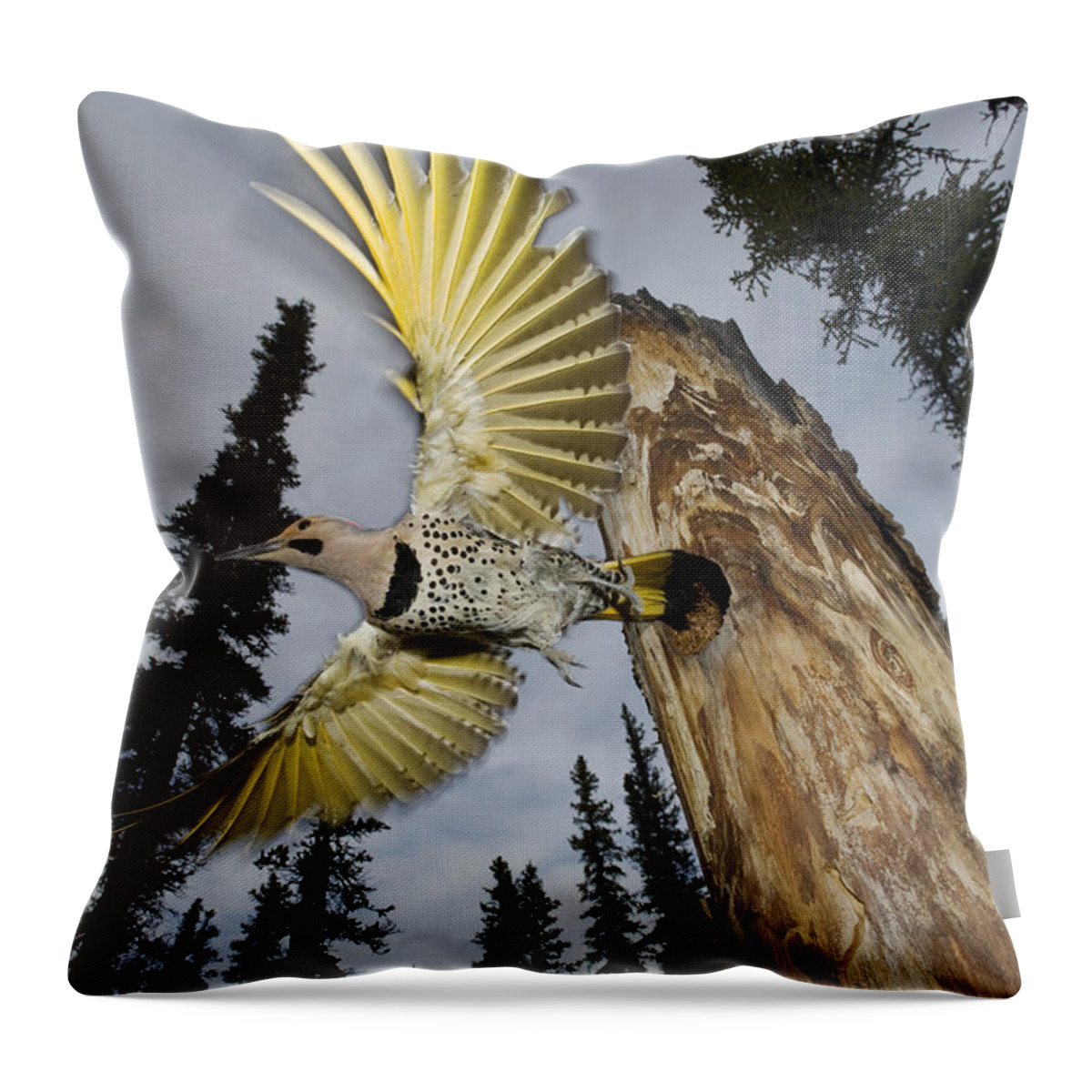 Michael Quinton Throw Pillow featuring the photograph Northern Flicker Leaving Nest Cavity by Michael Quinton