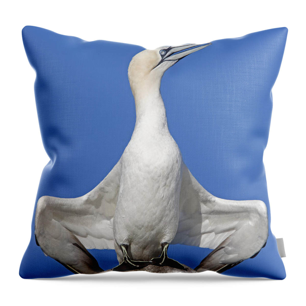 Flpa Throw Pillow featuring the photograph Northern Gannet Displaying Great Saltee by Dickie Duckett