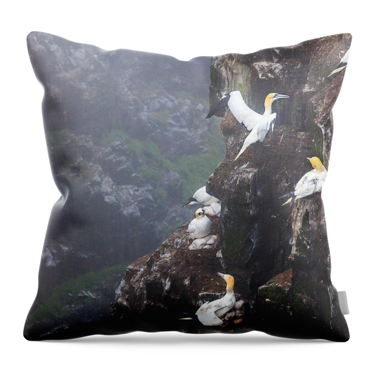 Northern Gannet Throw Pillow featuring the photograph Northern Gannets in Cape St. Mary by Perla Copernik