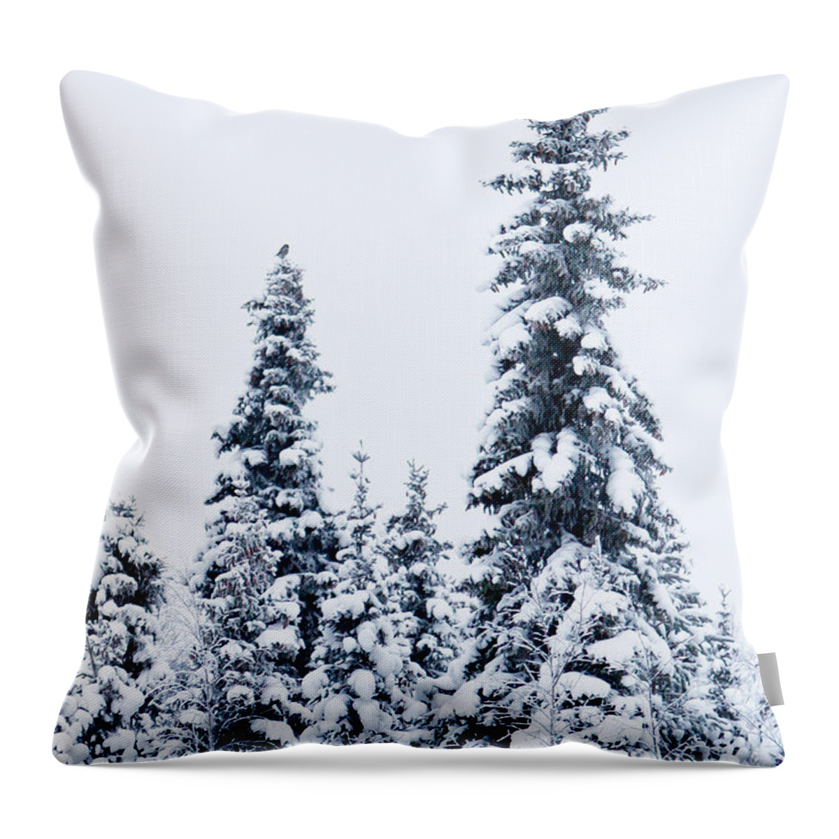 Snow Throw Pillow featuring the photograph Northern Hawk Owl In Landscape by Stefan Gerrits Nature & Wildlife Photography