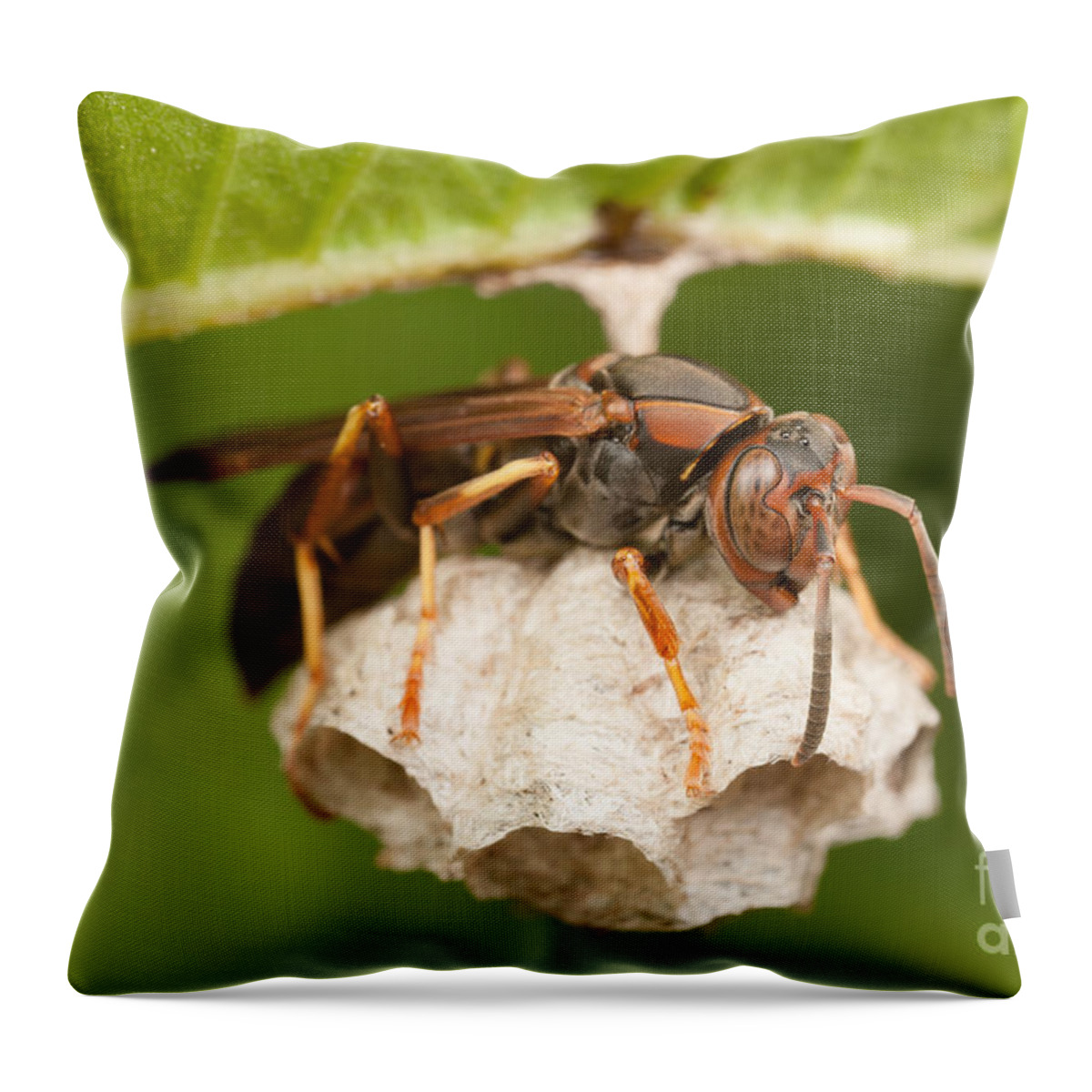 Clarence Holmes Throw Pillow featuring the photograph Northern Paper Wasp and Nest by Clarence Holmes