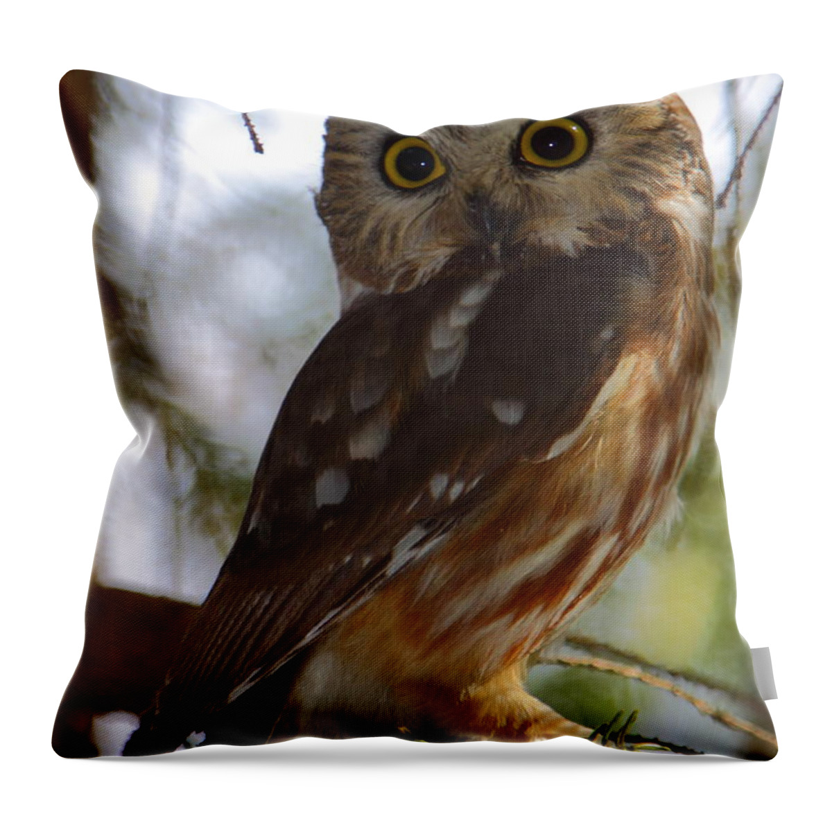 Owl Throw Pillow featuring the photograph Northern Saw-whet Owl II by Bruce J Robinson