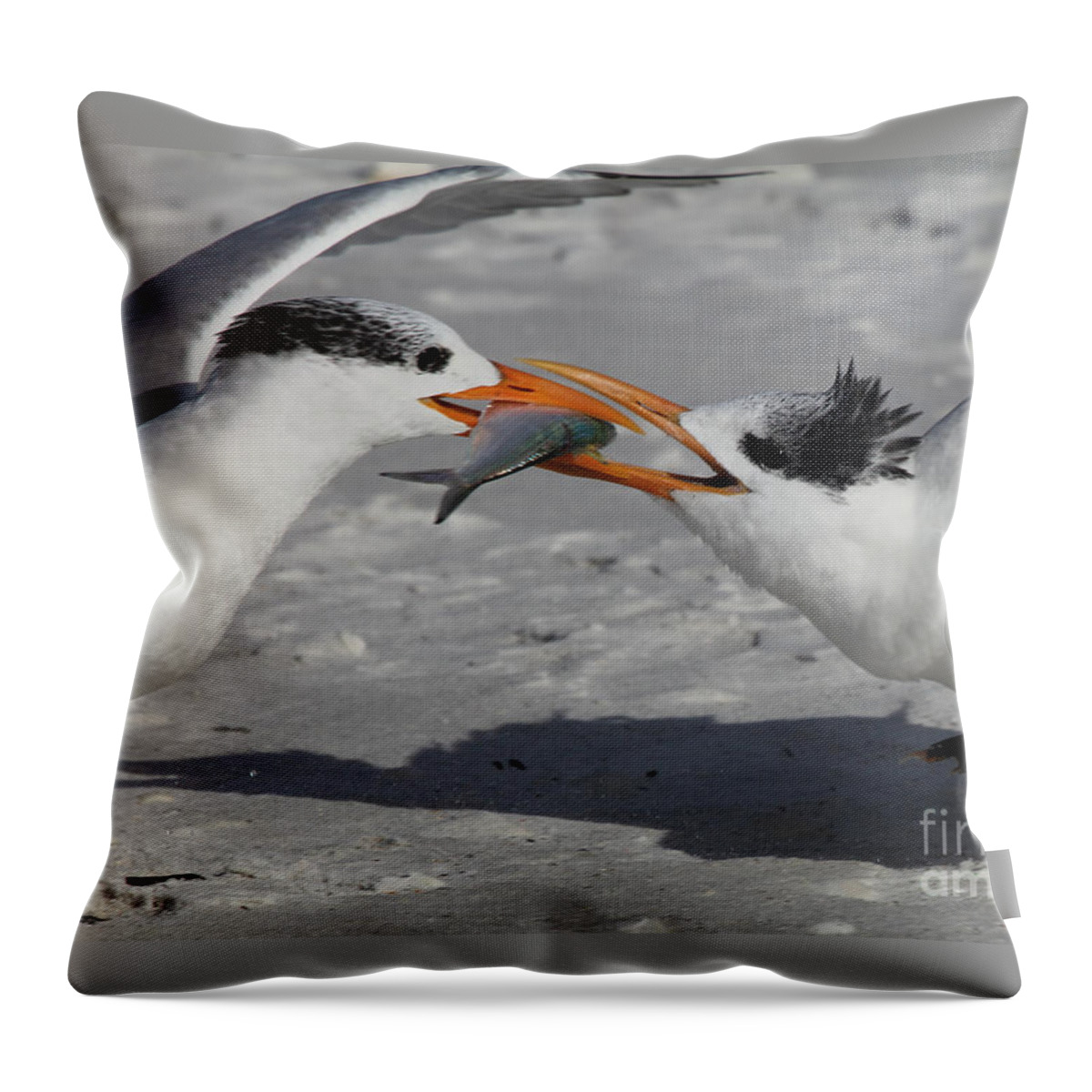 Royal Tern Throw Pillow featuring the photograph Nothing Says I Love You Like a Fish by Meg Rousher