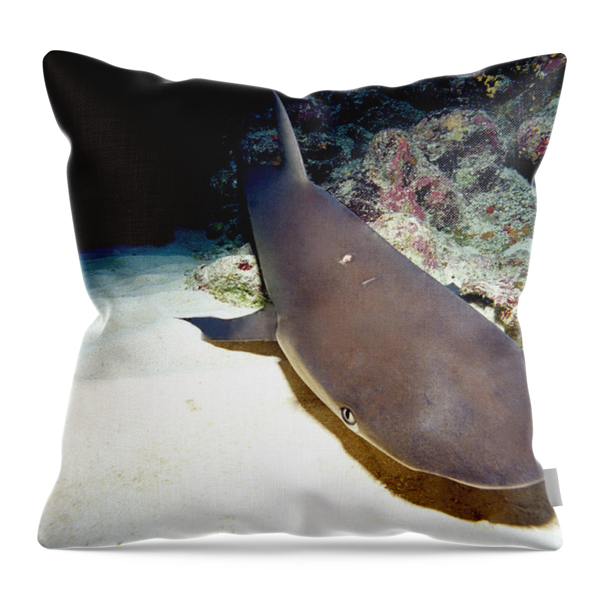Animal Throw Pillow featuring the photograph Nurse Shark by Charles Angelo