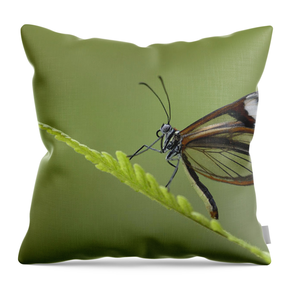 Feb0514 Throw Pillow featuring the photograph Nymphalid Butterfly Mindo Cloud Forest by Pete Oxford