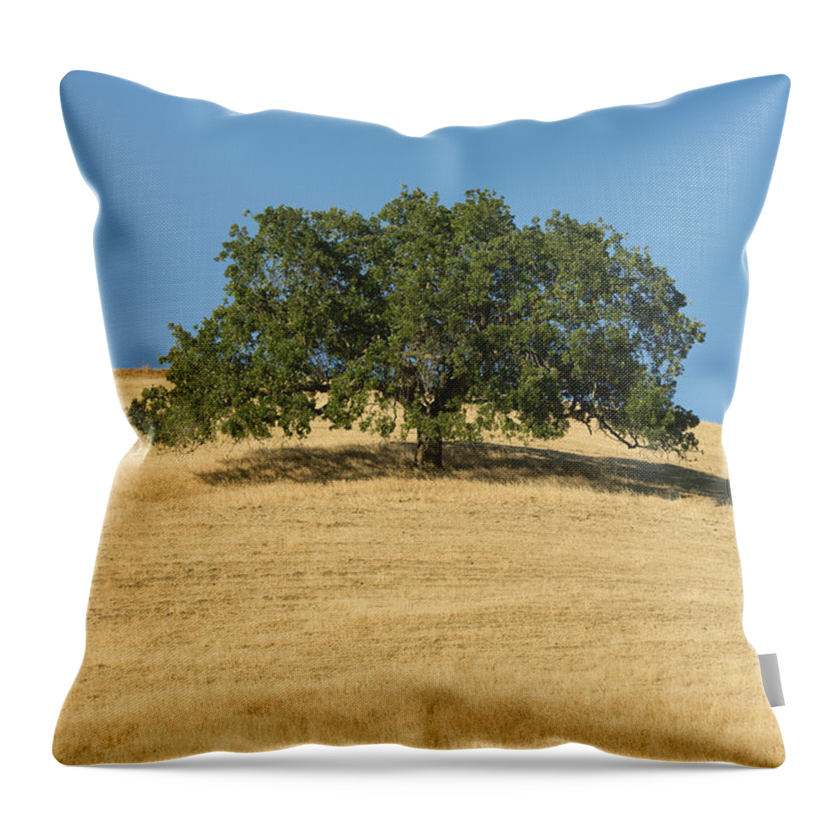 538012 Throw Pillow featuring the photograph Oak Tree Mount Diablo State Park by Kevin Schafer