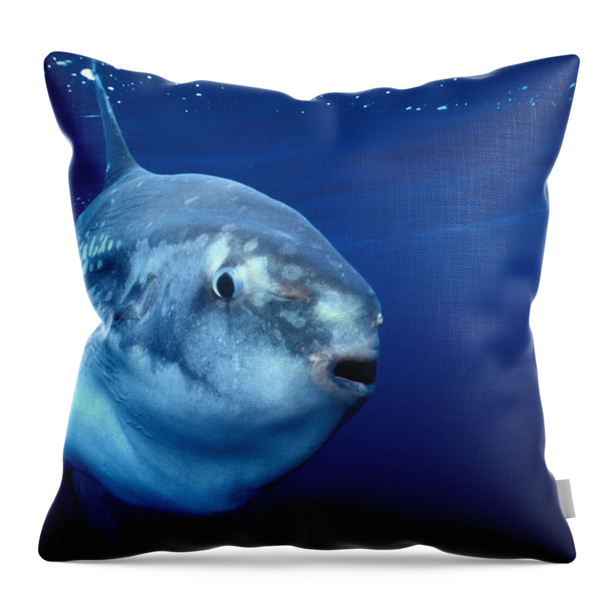 Animal Throw Pillow featuring the photograph Ocean Sunfish Mola Mola by Greg Ochocki