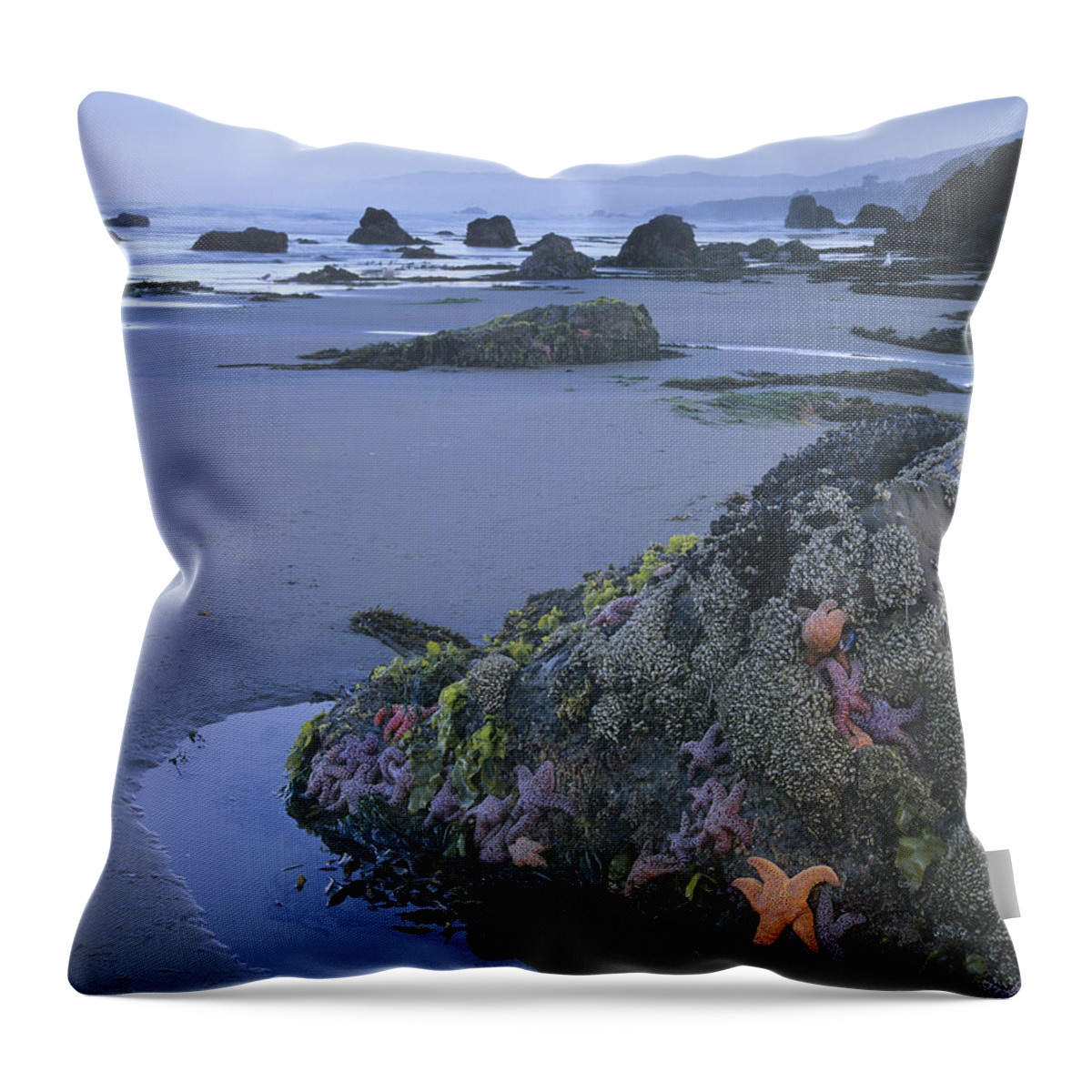 Feb0514 Throw Pillow featuring the photograph Ochre Sea Stars At Low Tide Miwok Beach by Tim Fitzharris