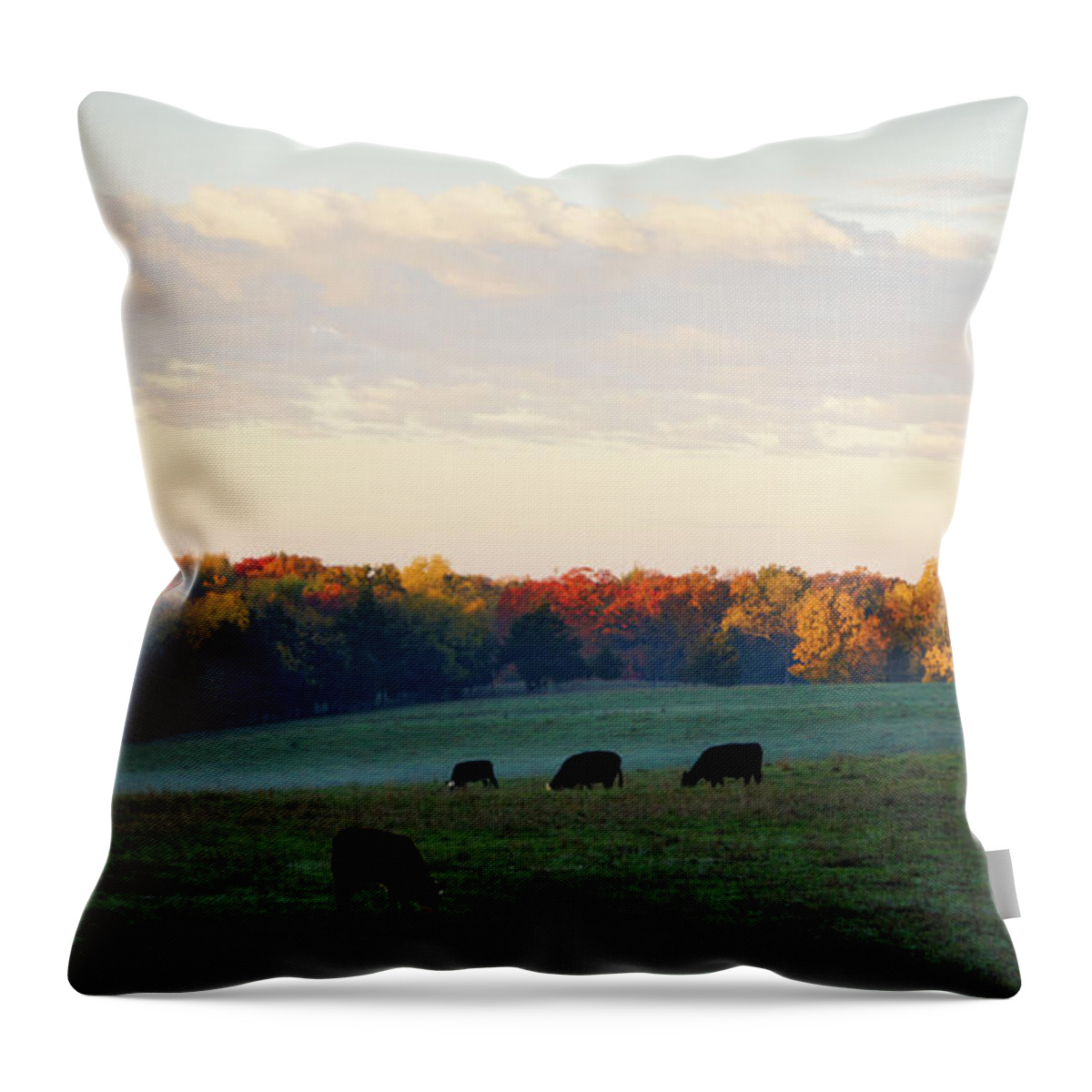 Cattle Throw Pillow featuring the photograph October Morning by Cricket Hackmann