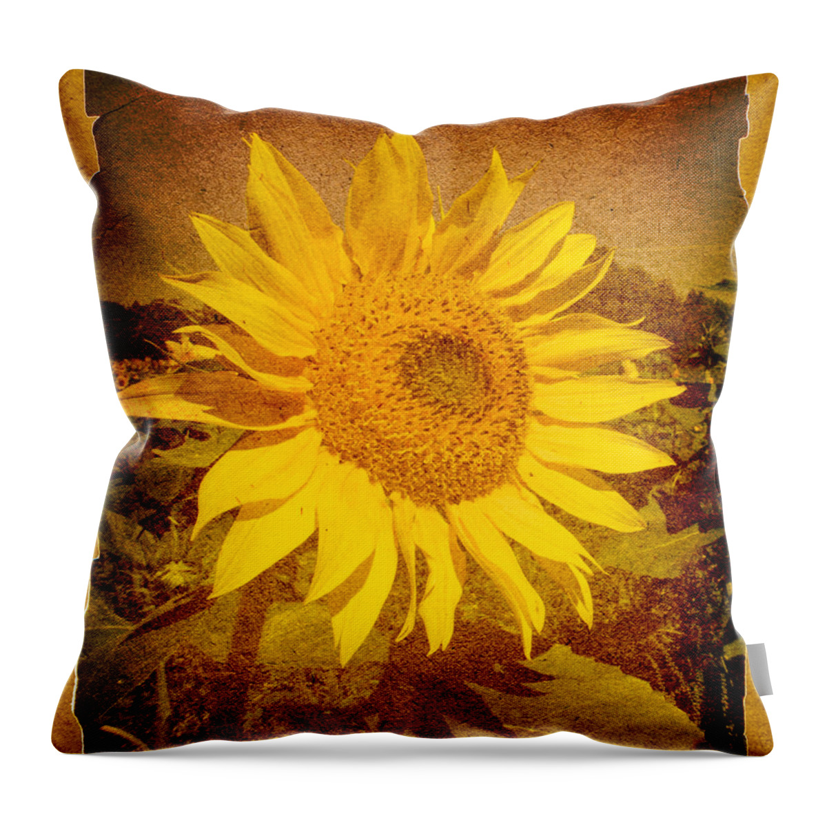 Flower Throw Pillow featuring the photograph Of Sunflowers Past by Bob Orsillo