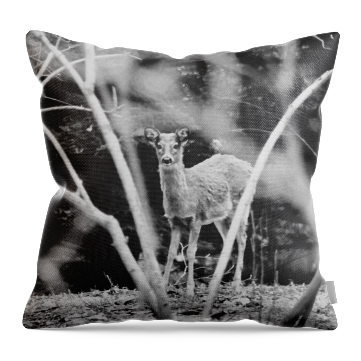 Black And White Throw Pillow featuring the photograph Oh Deer by Carrie Ann Grippo-Pike
