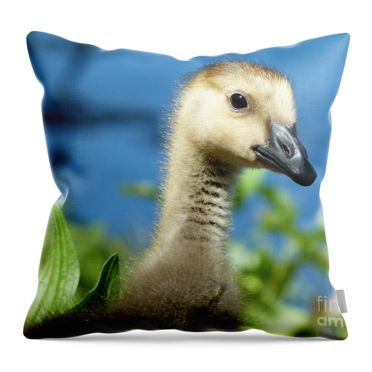 Gosling Throw Pillow featuring the photograph Oh Hi by Jane Ford