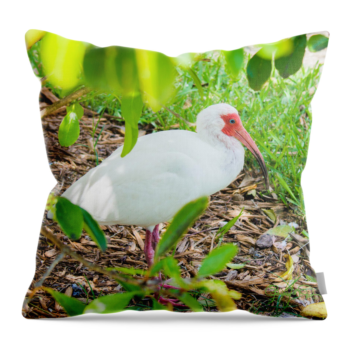 old Blue Eyes Throw Pillow featuring the photograph Old Blue Eyes by Susan Molnar
