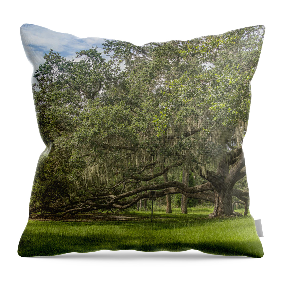 Florida Throw Pillow featuring the photograph Old oak tree by Jane Luxton