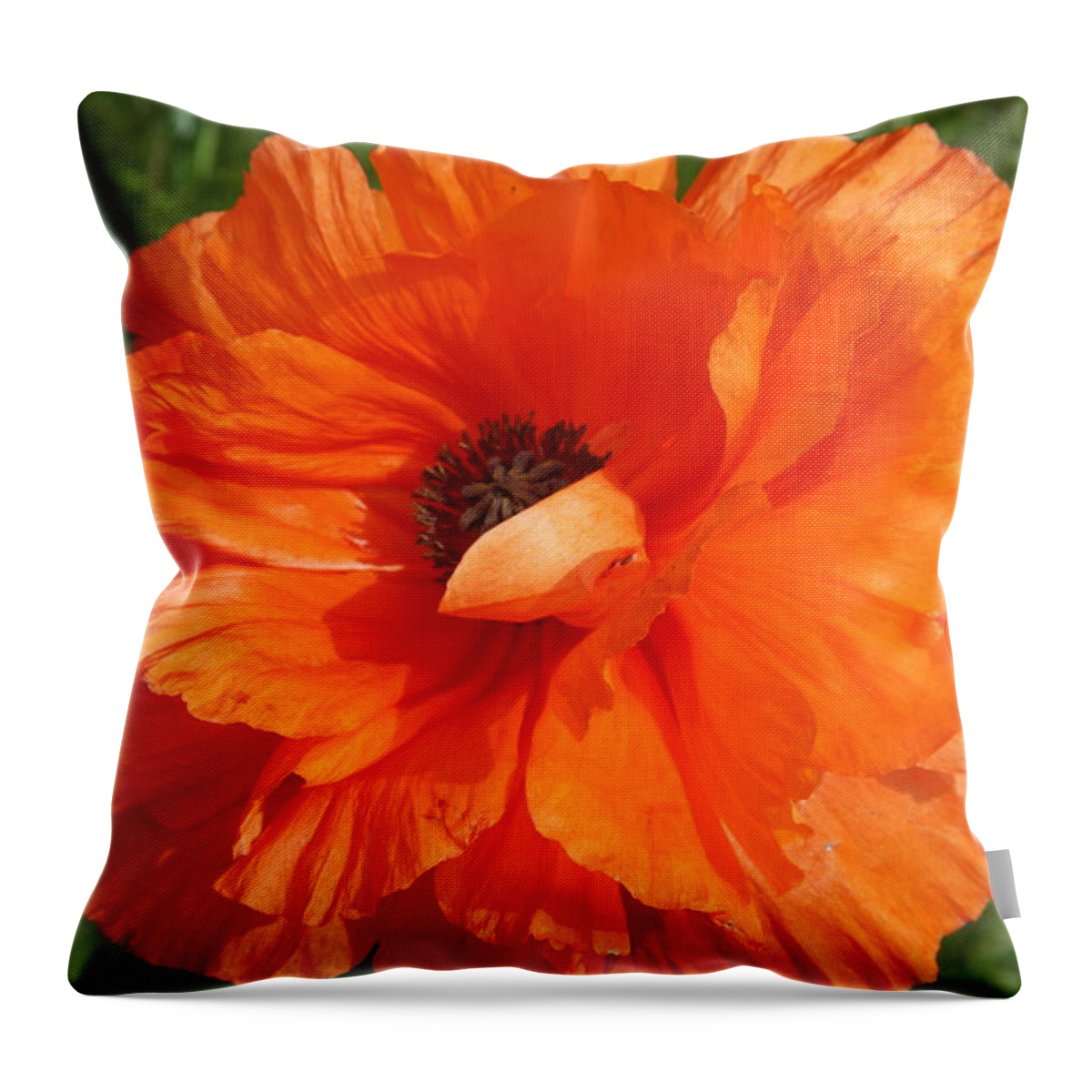 Poppy Throw Pillow featuring the photograph Olympia Orange Poppy by Christiane Schulze Art And Photography