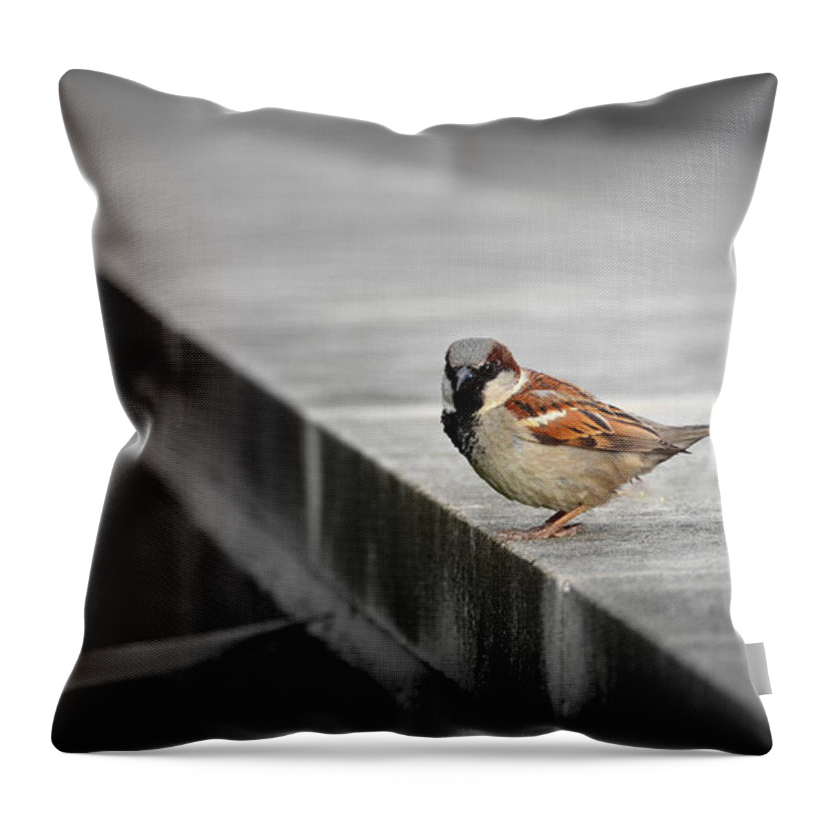 Bird Throw Pillow featuring the photograph On the Edge by Andrea Platt
