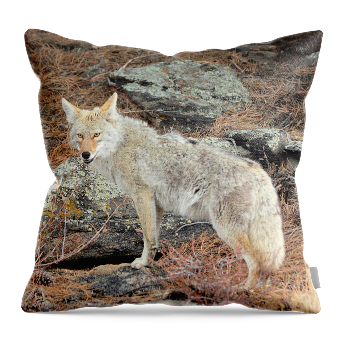 Coyote Throw Pillow featuring the photograph On The Prowl by Shane Bechler