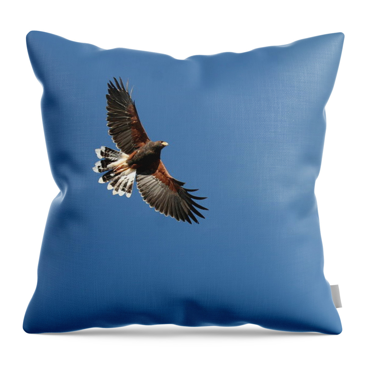 Harris Hawk Throw Pillow featuring the photograph On the wing by David S Reynolds