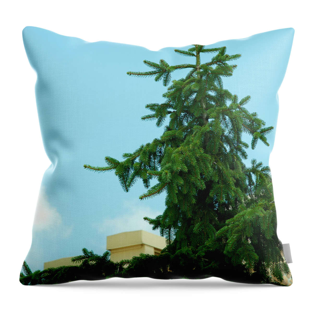 Evergreen Throw Pillow featuring the photograph One Cool Evergreen by Lena Wilhite