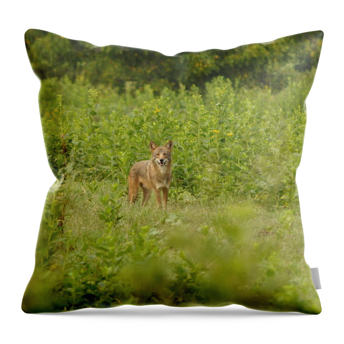 The Coyote Throw Pillow featuring the photograph One Coyote Happy by Eric Liller