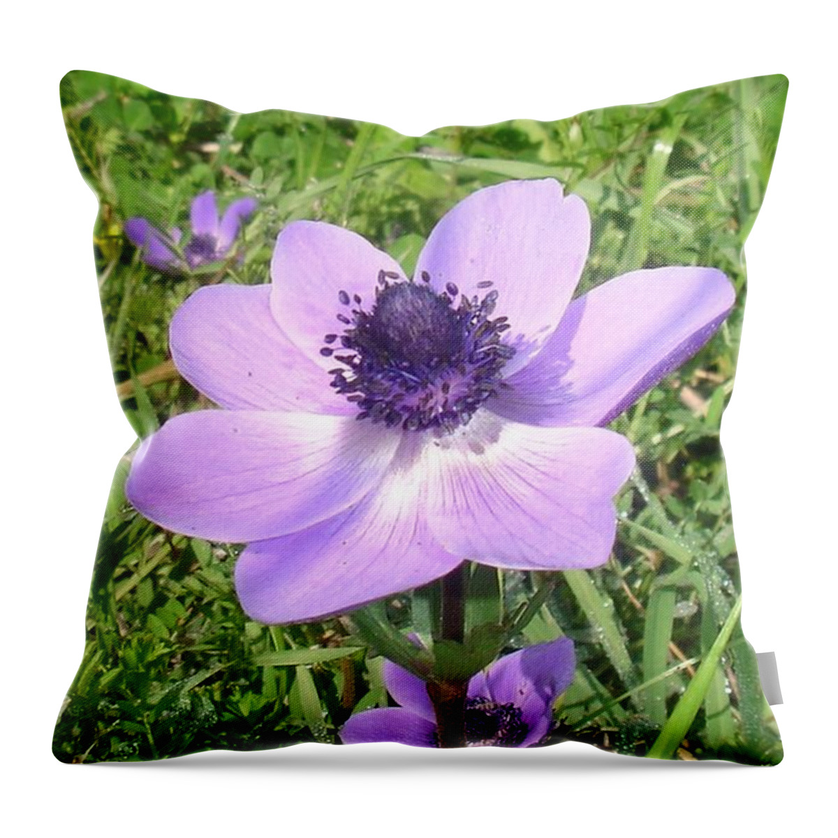 Anemone Coronaria Throw Pillow featuring the photograph One Delicate Pale Lilac Anemone Coronaria Wild Flower by Taiche Acrylic Art