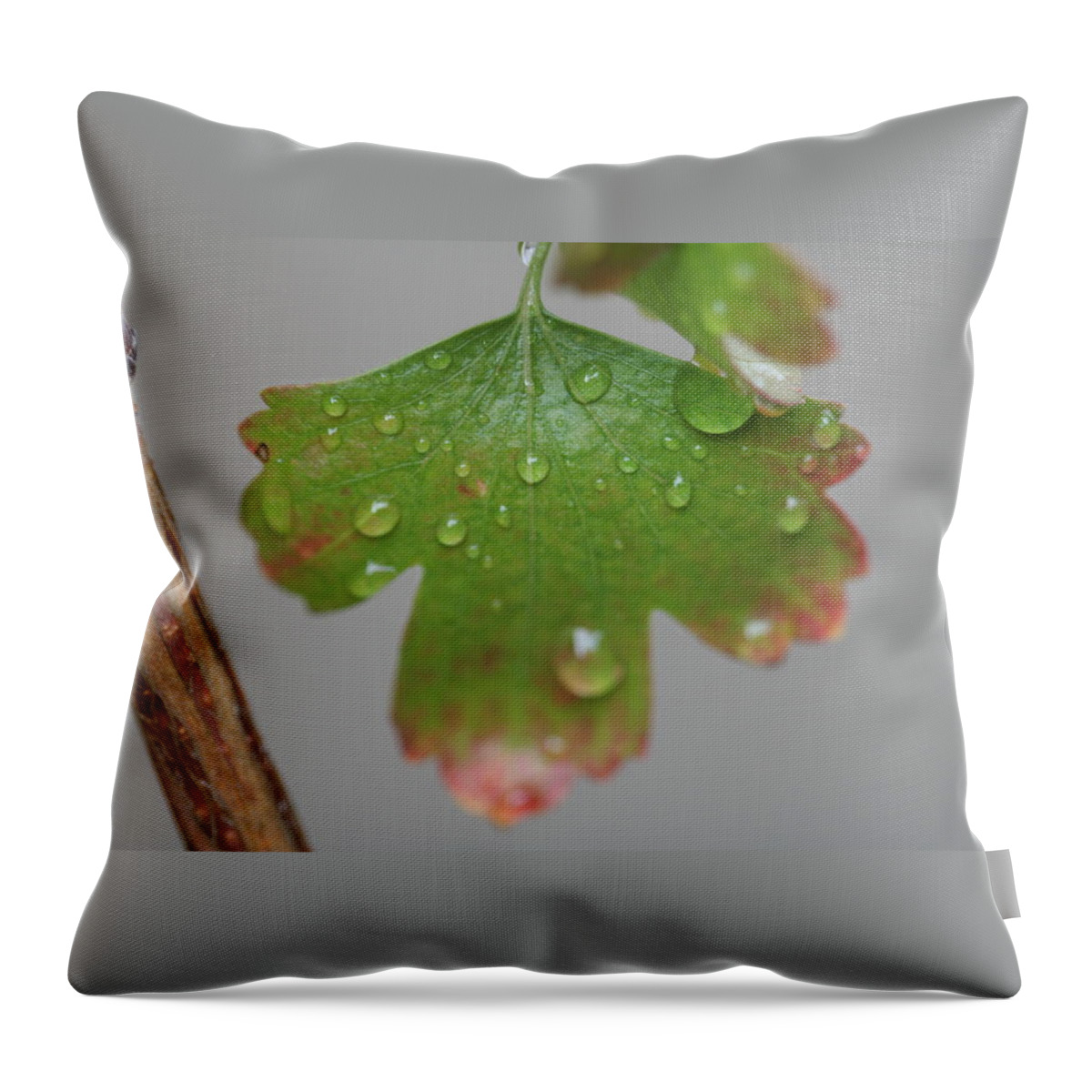 Leaf Throw Pillow featuring the photograph Rain drops on Leaf by Valerie Collins