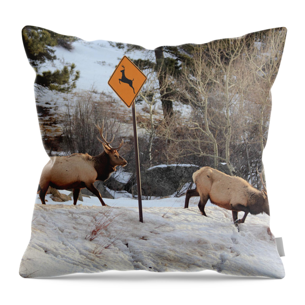 Deer Crossing Throw Pillow featuring the photograph Oops Wrong Crossing by Shane Bechler