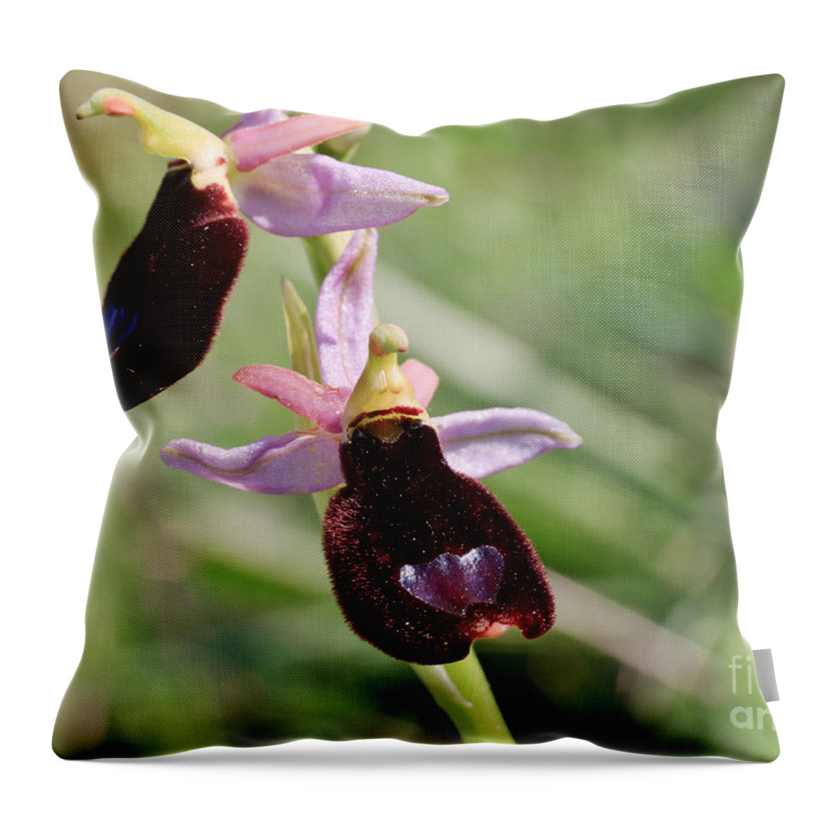 Beautiful Throw Pillow featuring the photograph Ophrys Bertolonii by Antonio Scarpi