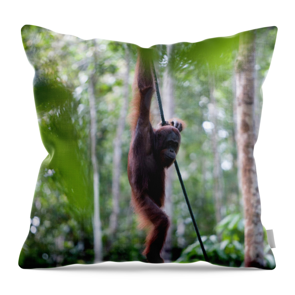 Island Of Borneo Throw Pillow featuring the photograph Orang-utan Ritchie In Semongoh Wildlife by Holger Leue