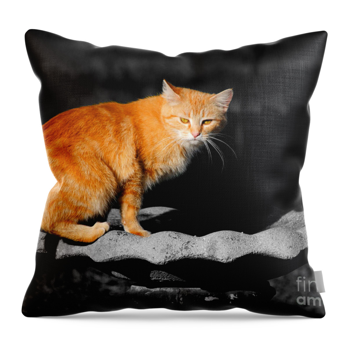 Orange Throw Pillow featuring the photograph Orange Cat by Jai Johnson