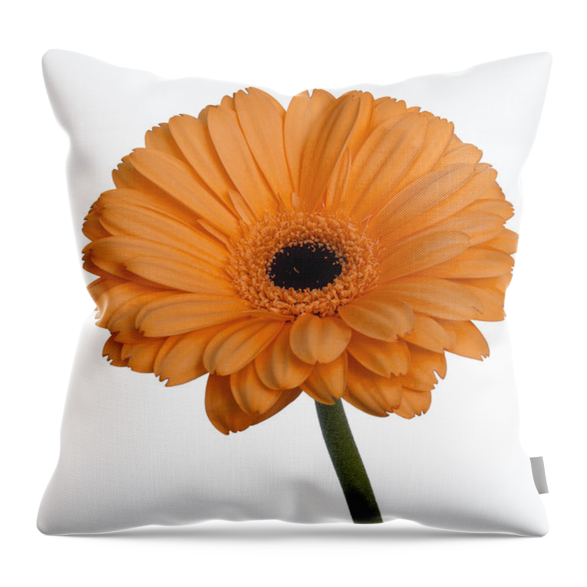 Flowers Throw Pillow featuring the photograph Orange Gerbera Daisy by Wild Sage Studio Karen Powers