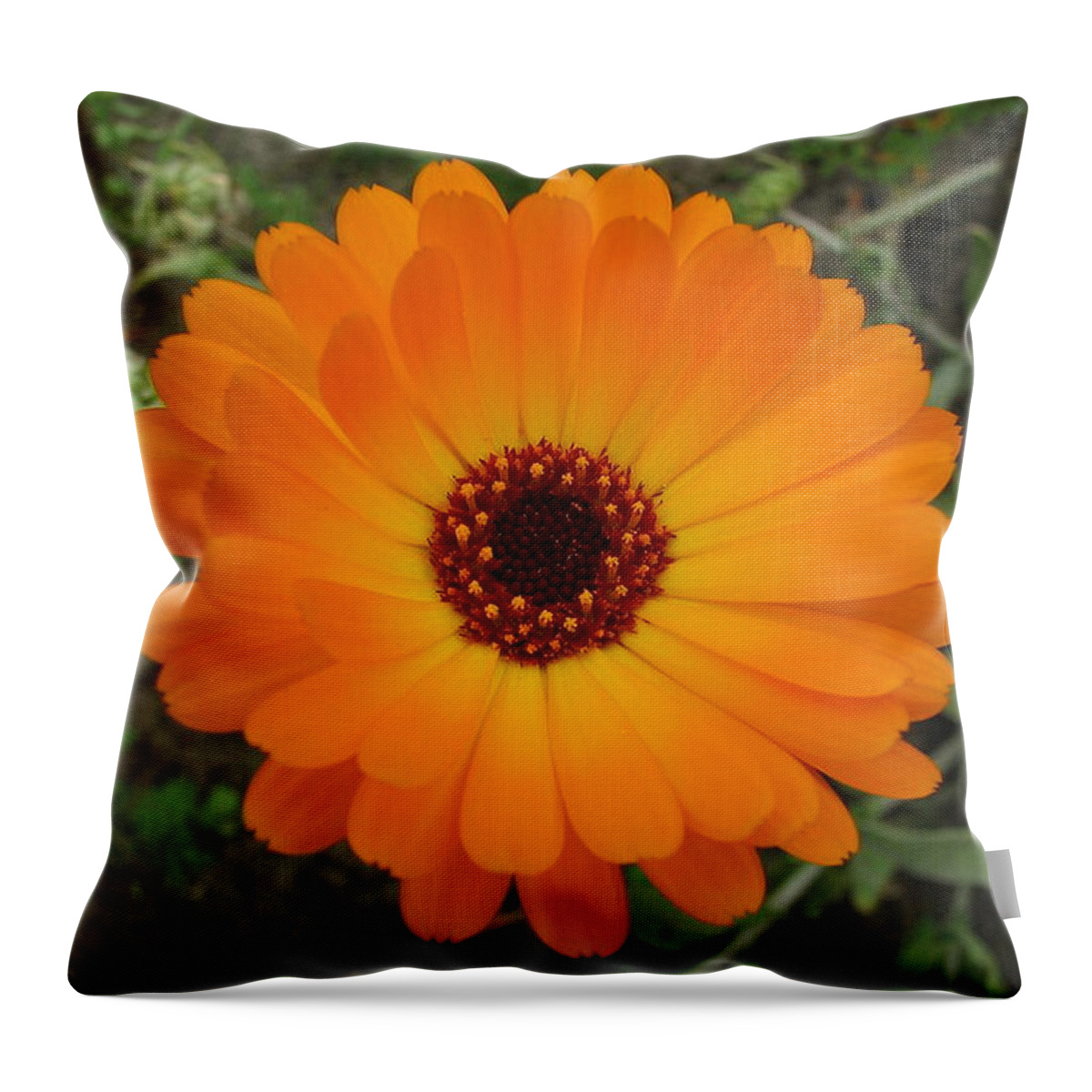 Flower Throw Pillow featuring the photograph Orange Husbandman's Dial Marigold Flower by Taiche Acrylic Art