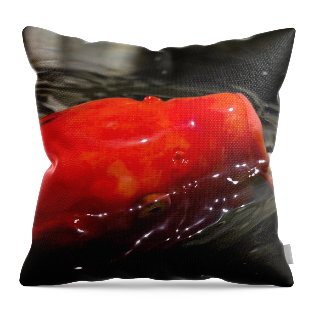 Orange Throw Pillow featuring the photograph Orange Koi by Douglas Barnard