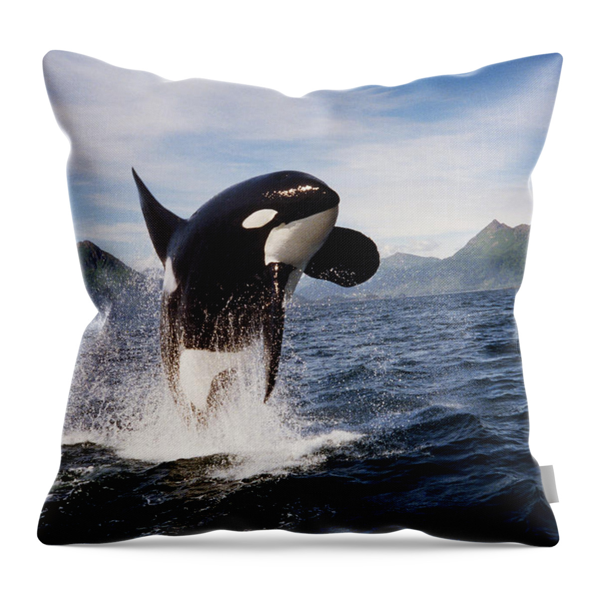 Orca Throw Pillow featuring the photograph Orca breach by Richard Johnson
