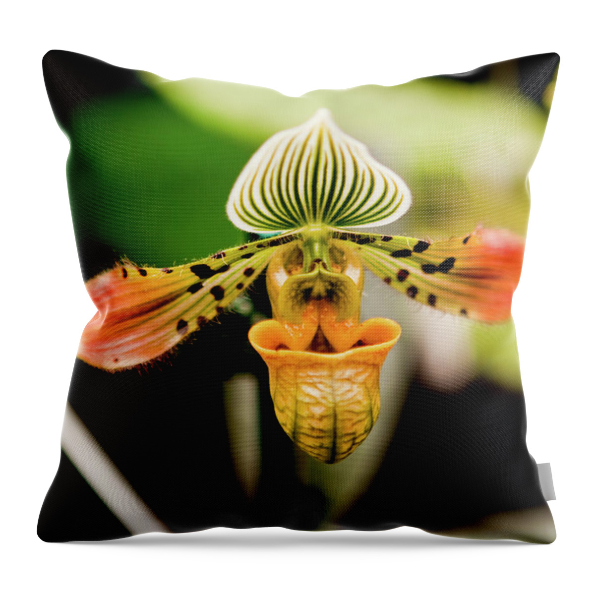 Petal Throw Pillow featuring the photograph Orchid Flower by Dan Pfeffer