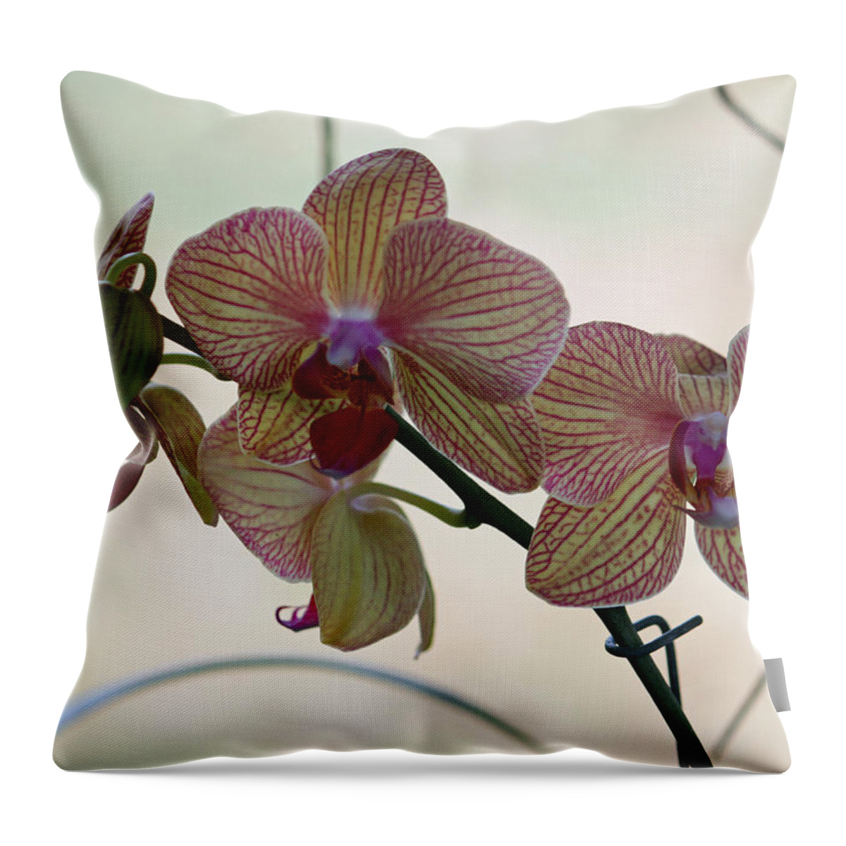 Orchid Throw Pillow featuring the photograph Orchid Series by Suzanne Gaff