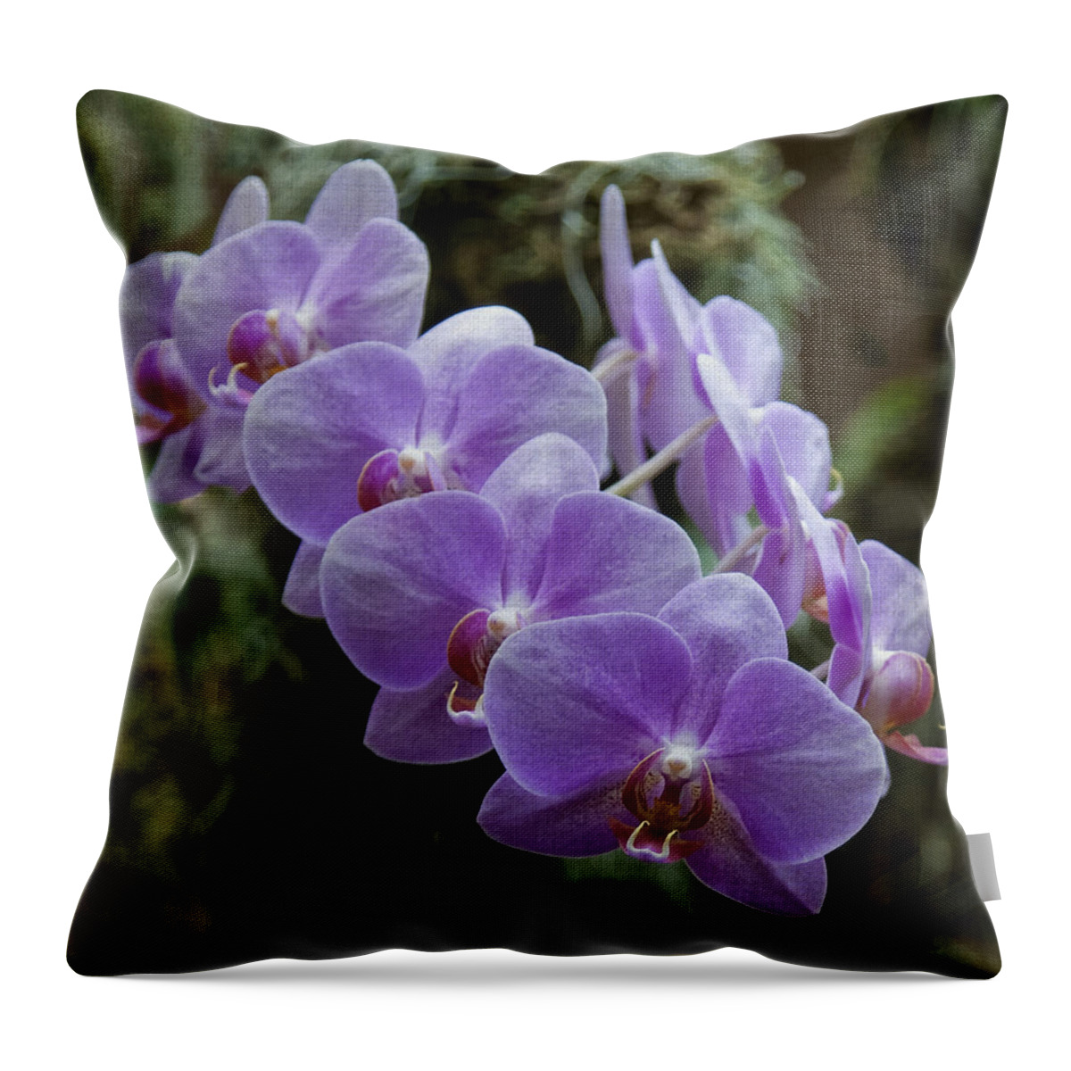 Orchids Throw Pillow featuring the photograph Orchids square format IMG 5437 by Greg Kluempers