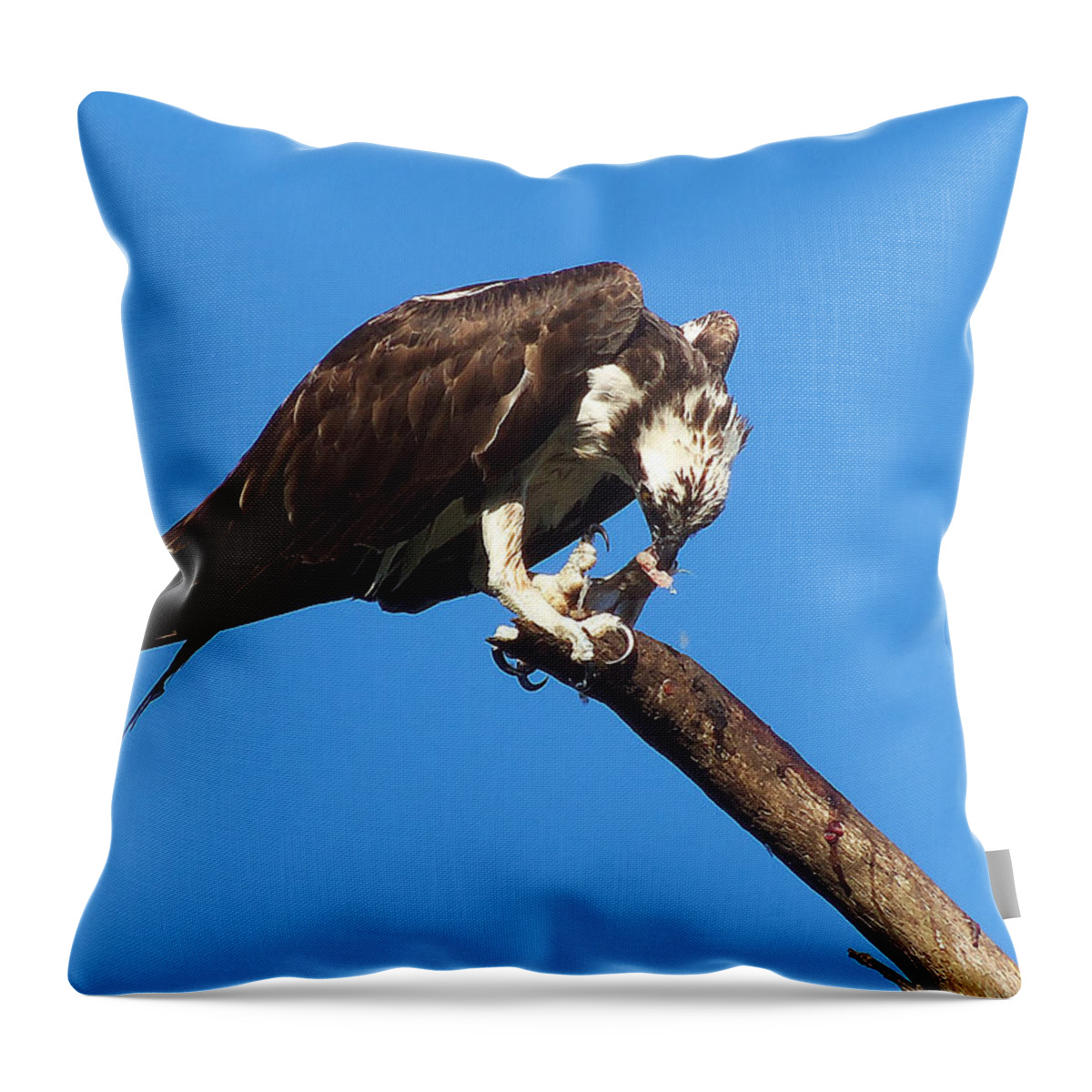 Osprey Throw Pillow featuring the photograph Osprey Feeding 002 by Christopher Mercer