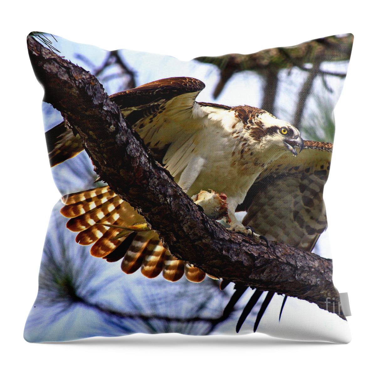 Osprey Throw Pillow featuring the photograph Osprey Meal Protection by Larry Nieland