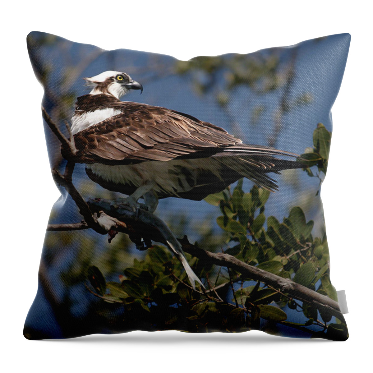 Birds Throw Pillow featuring the photograph Osprey of the Everglades by Kathleen Scanlan