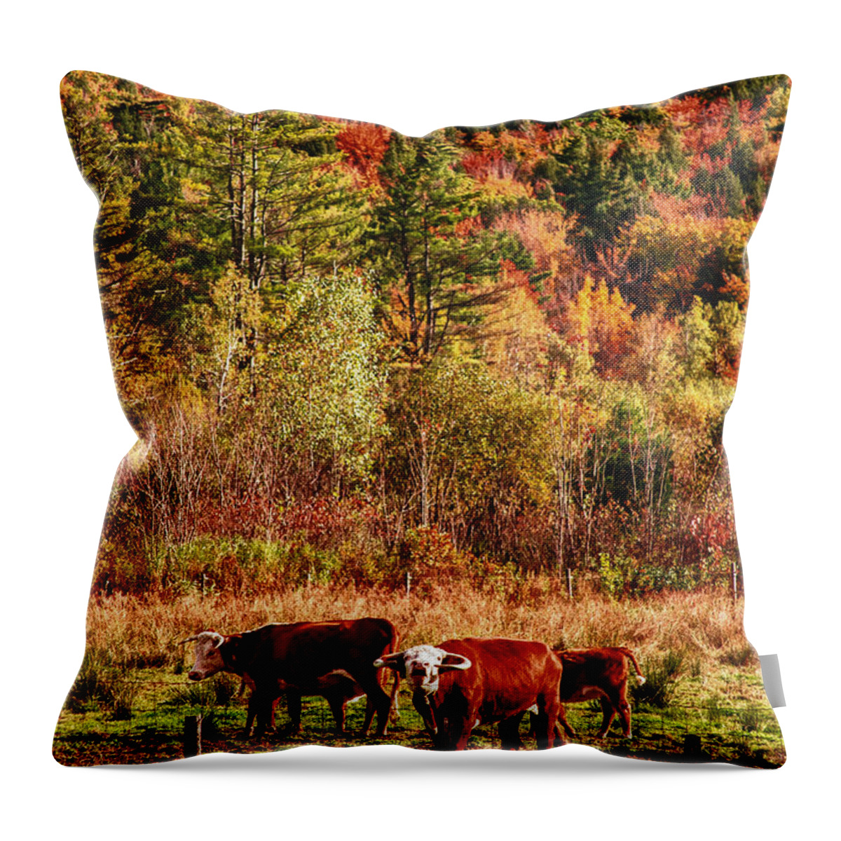 Autumn Foliage Throw Pillow featuring the photograph Cow complaining about much by Jeff Folger