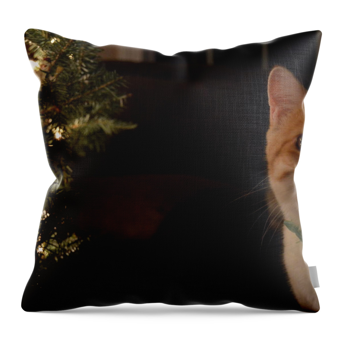 Kitty Throw Pillow featuring the photograph Otis in the Light by Hannah Johnson