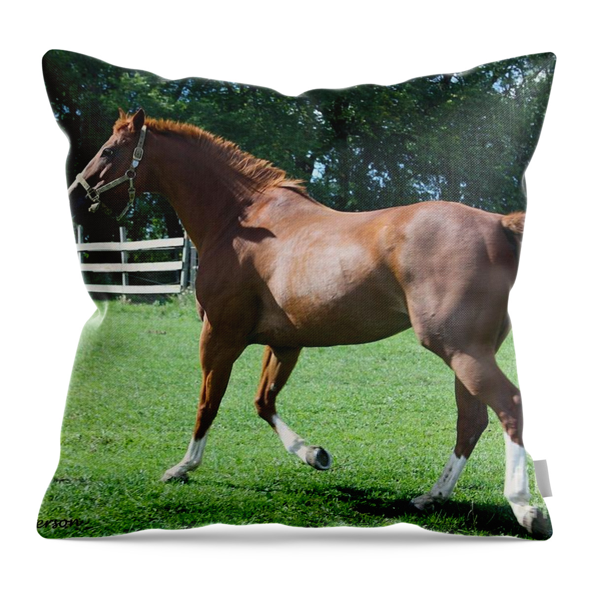 Horse Throw Pillow featuring the photograph Out for a Trot by Veronica Batterson