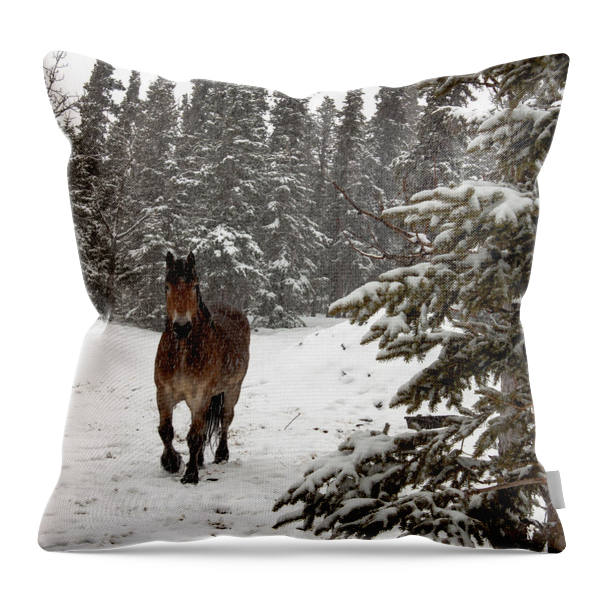 Horse Throw Pillow featuring the photograph Out for a Walk by Thomas Sellberg
