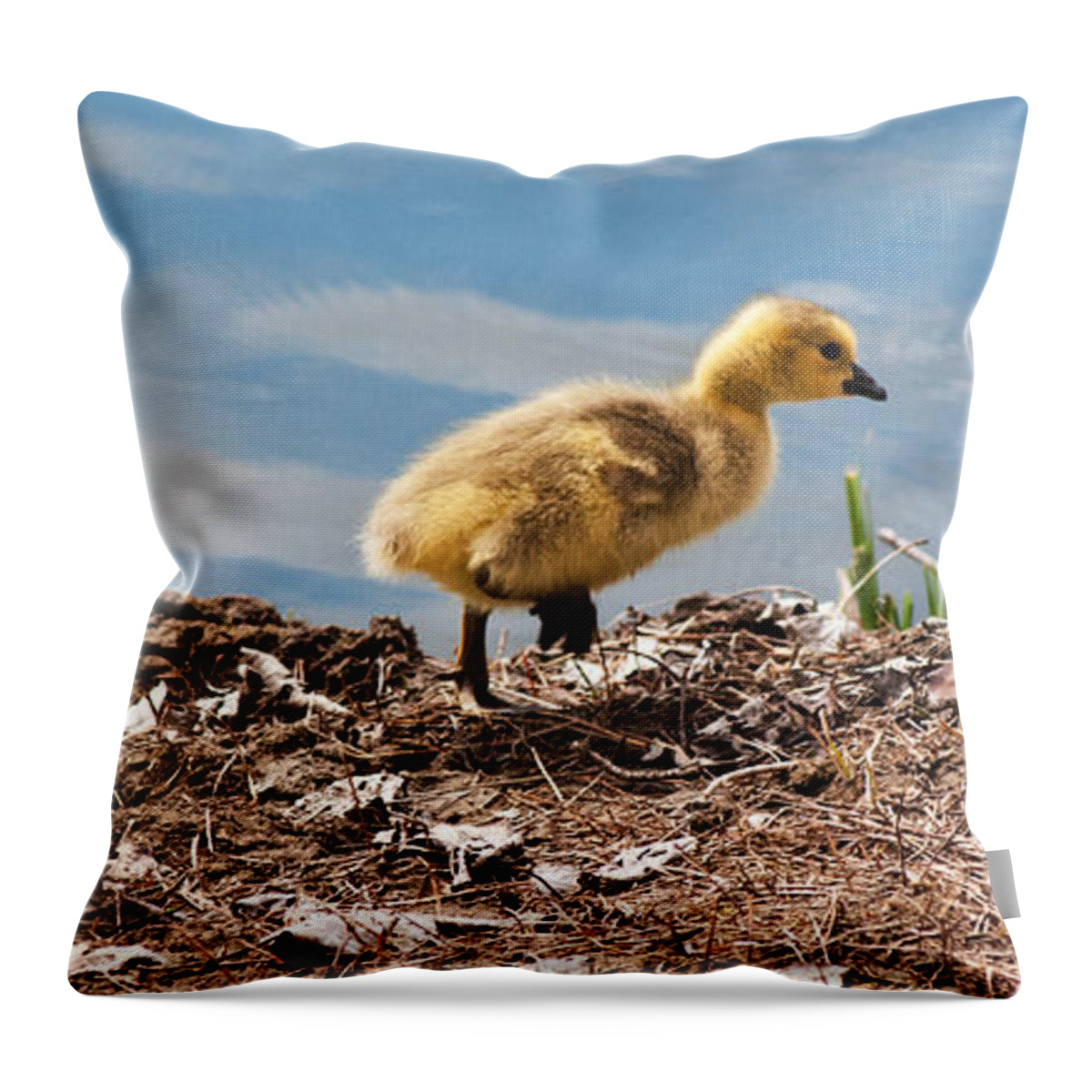 Gosling Throw Pillow featuring the photograph Out for a Walk Panorama by Vivian Christopher