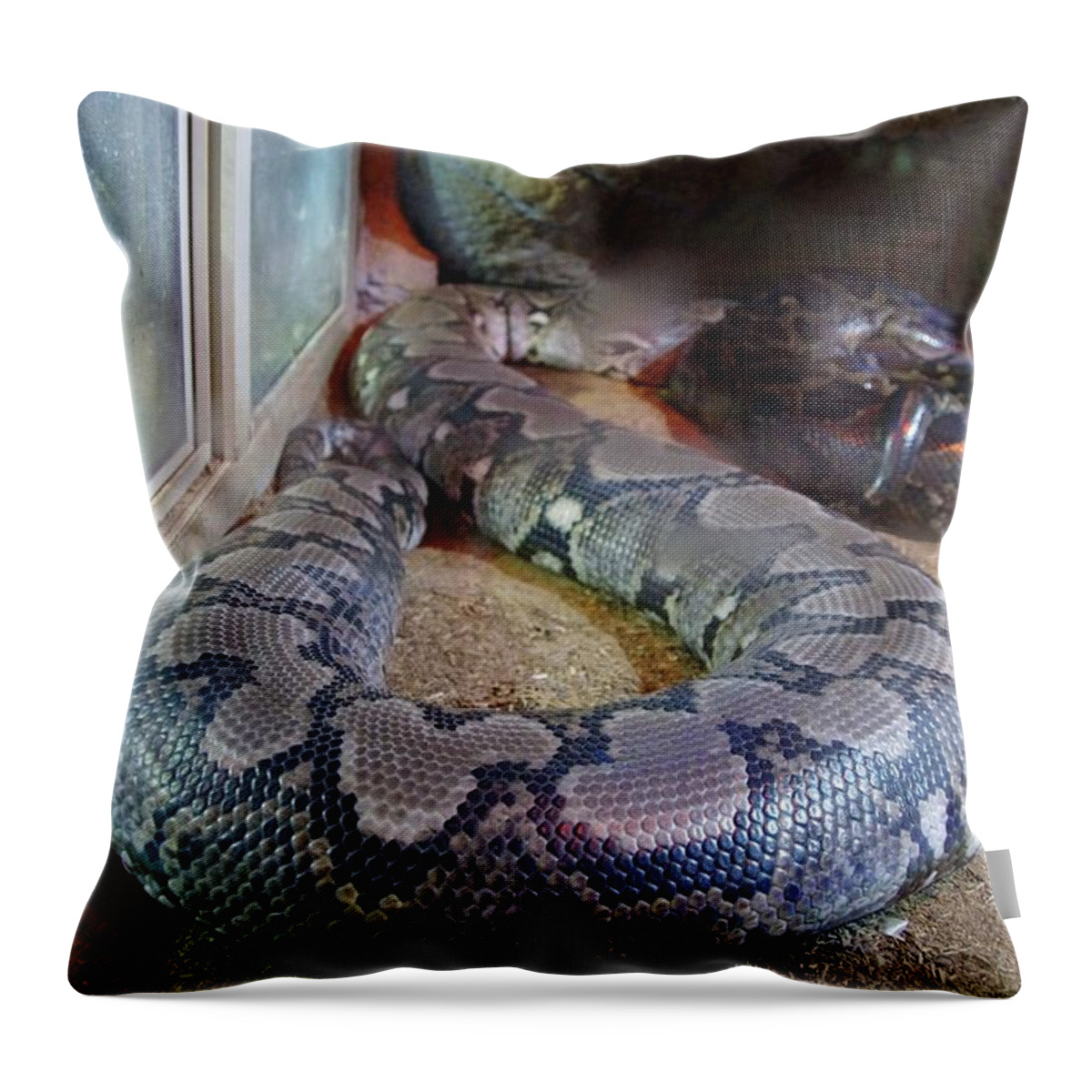 Out Of Africa Throw Pillow featuring the photograph Out of Africa Black Snake by Phyllis Spoor