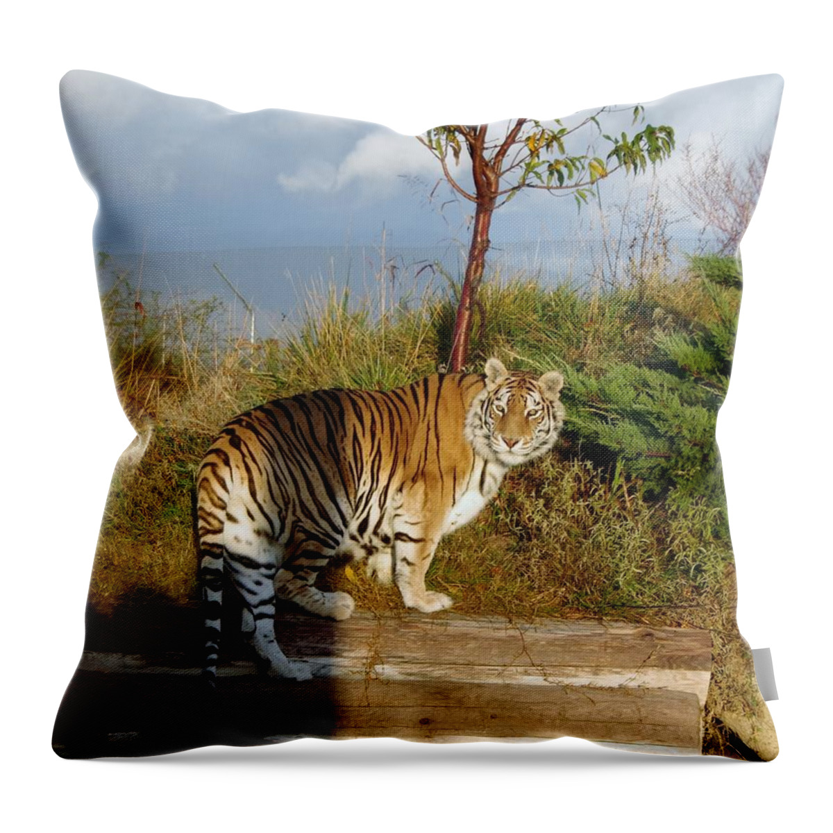 Africa Throw Pillow featuring the photograph Out of Africa Tiger 1 by Phyllis Spoor