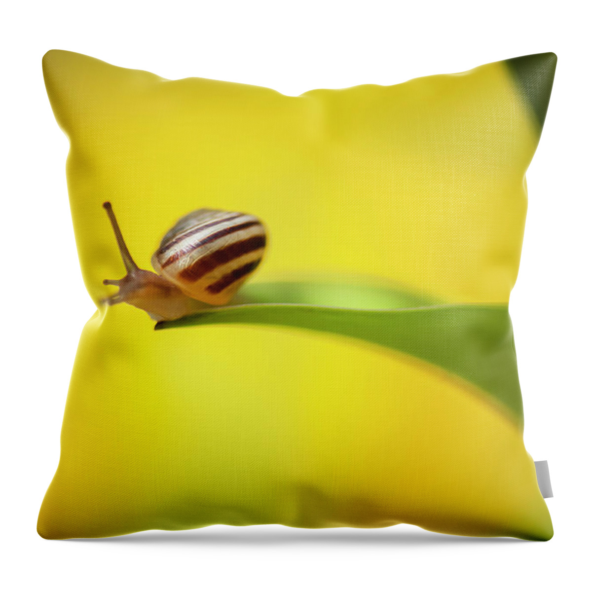 Mollusk Throw Pillow featuring the photograph Out On A Limb by Debralee Wiseberg