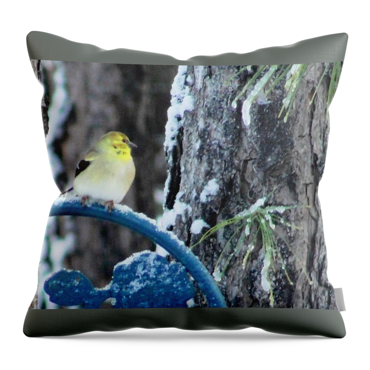 Winter Throw Pillow featuring the photograph Outside my Window by Norma Brock