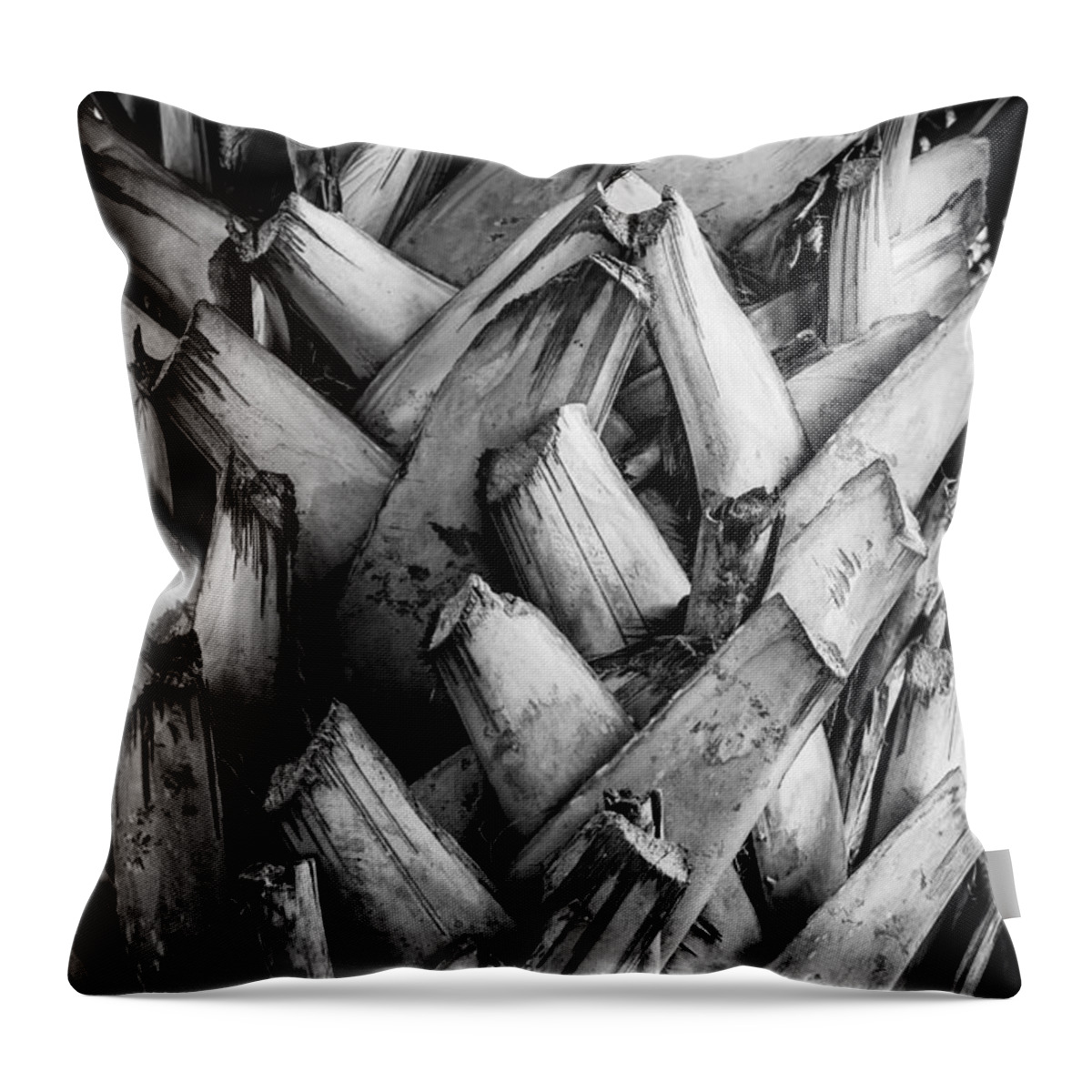 Sabal Mexicana Throw Pillow featuring the photograph Over and Under by Melinda Ledsome